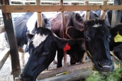 WhatsApp-Image-2024-01-31-at-14.36.23