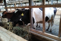 WhatsApp-Image-2024-01-31-at-14.36.31